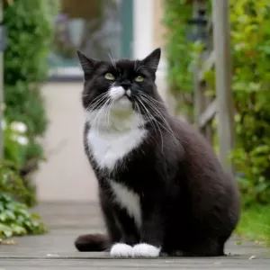 Jakie rasy kotów są czarno -białe, jak nazywa się takich kotów?