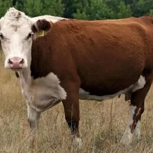 Kazachy biały rasa krów